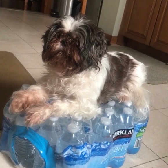 Meet your Posher, Michelle - Picture 3 of 4